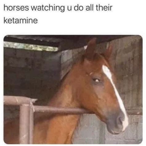 ketamine horse meme